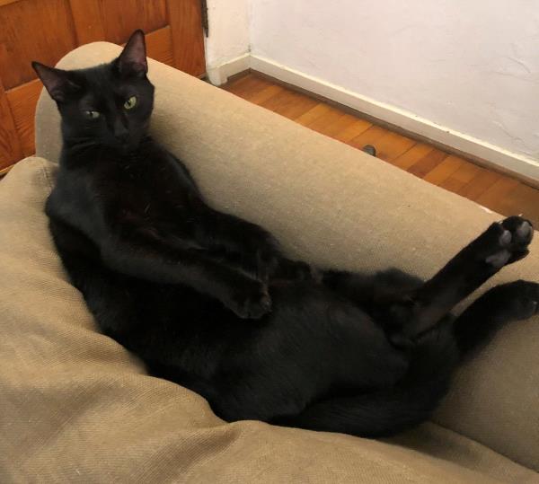 /Images/uploads/Friends of Seal Beach Animal Care Center/2022sbacc/entries/21530thumb.jpg